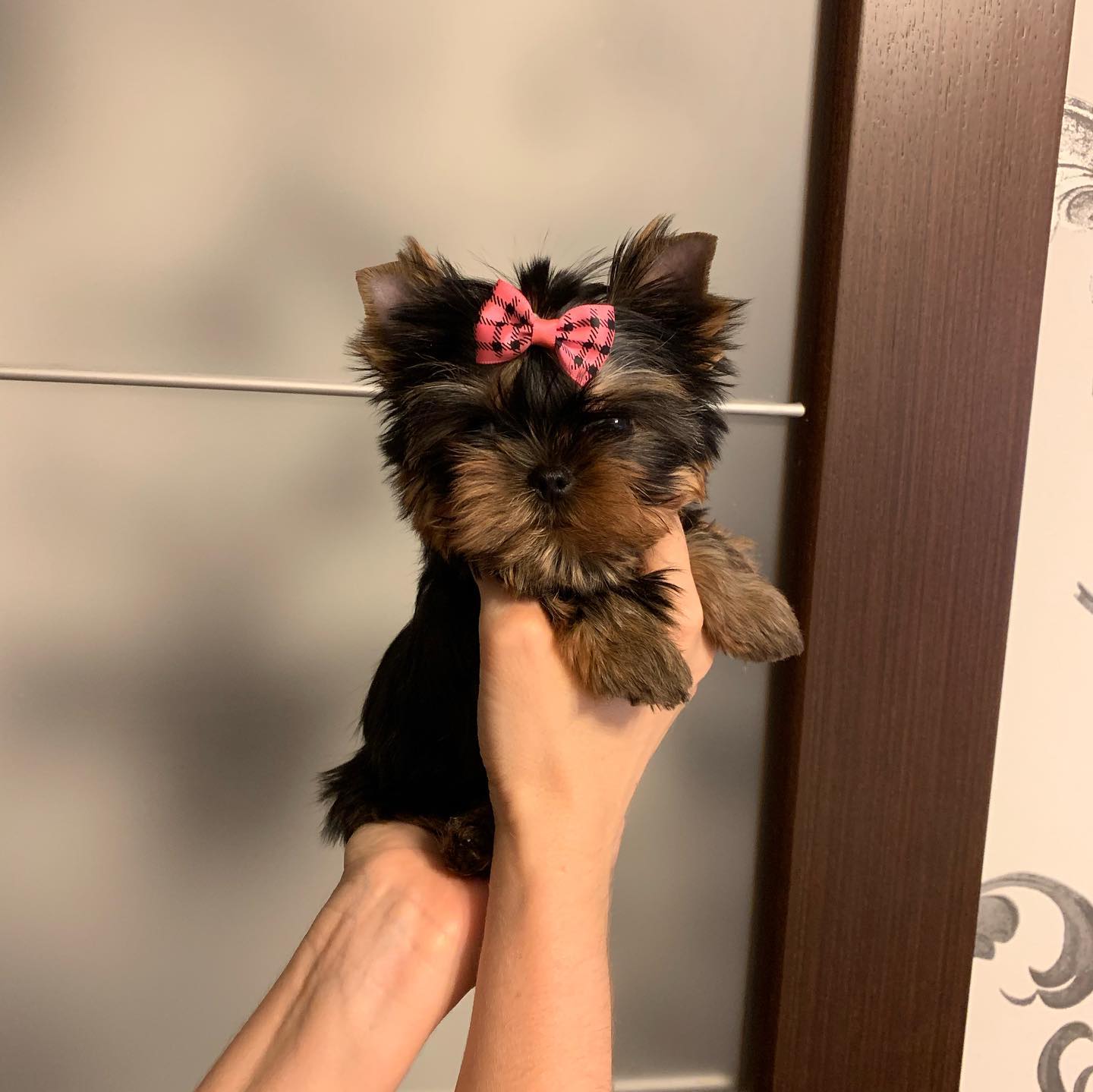 Rolly cheap teacup yorkie